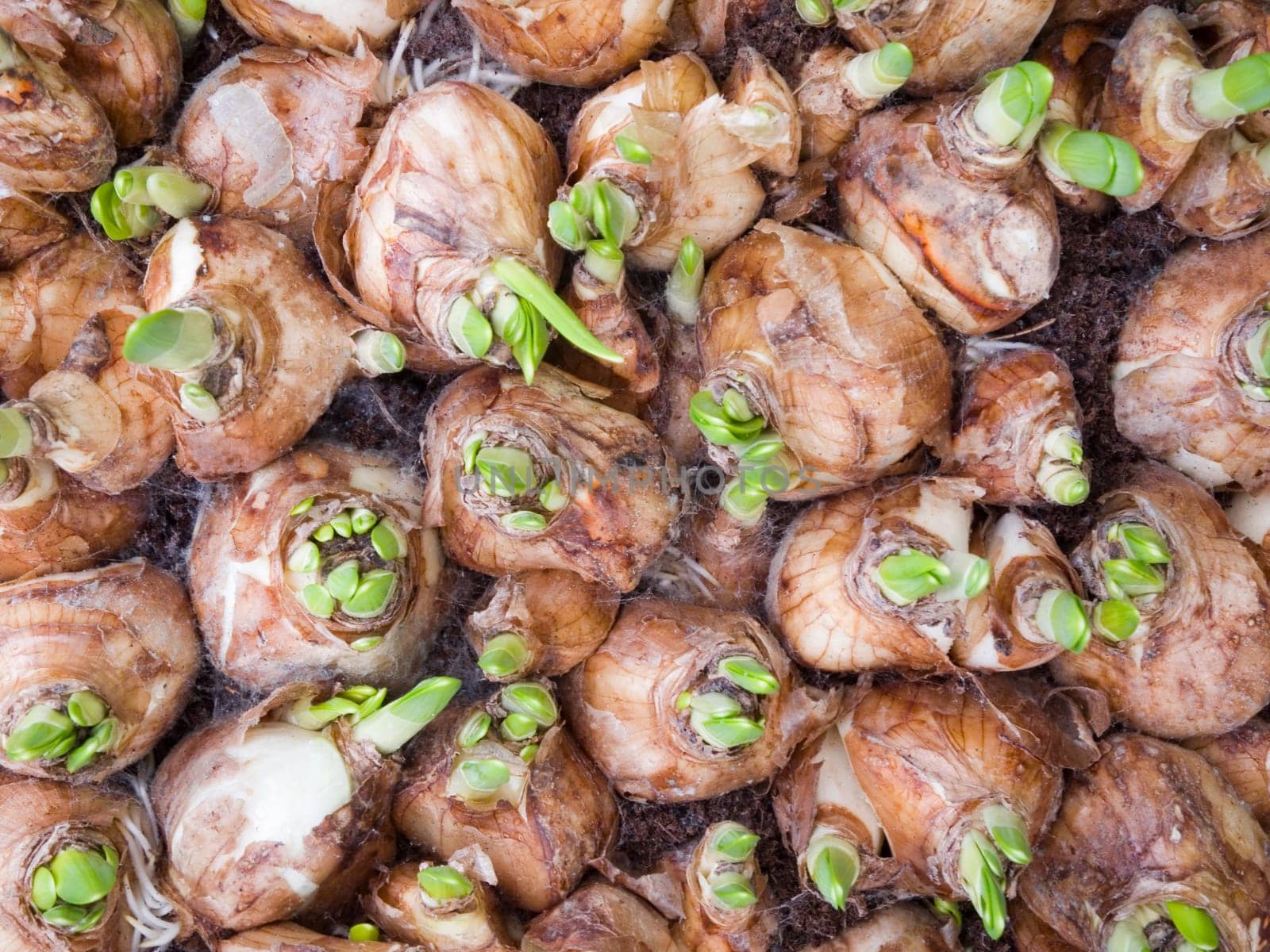 sprouting flower bulbs filling the format in top view