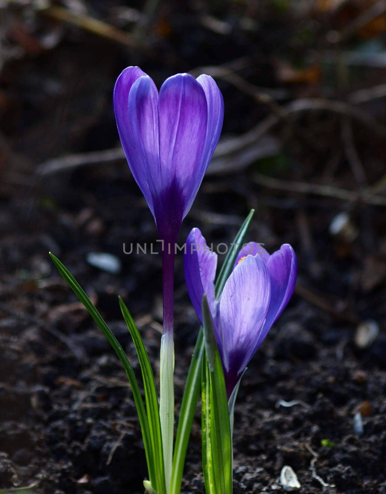 Crocuses