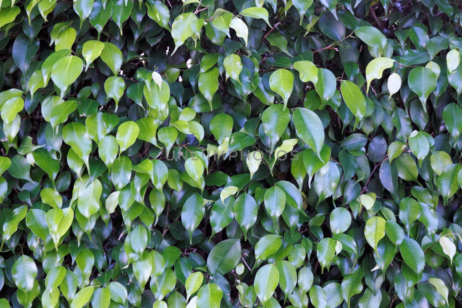 Dark and medium green oblong leaves of an evergreen ficus shrub seen close up on a sunny day outside in Florida.