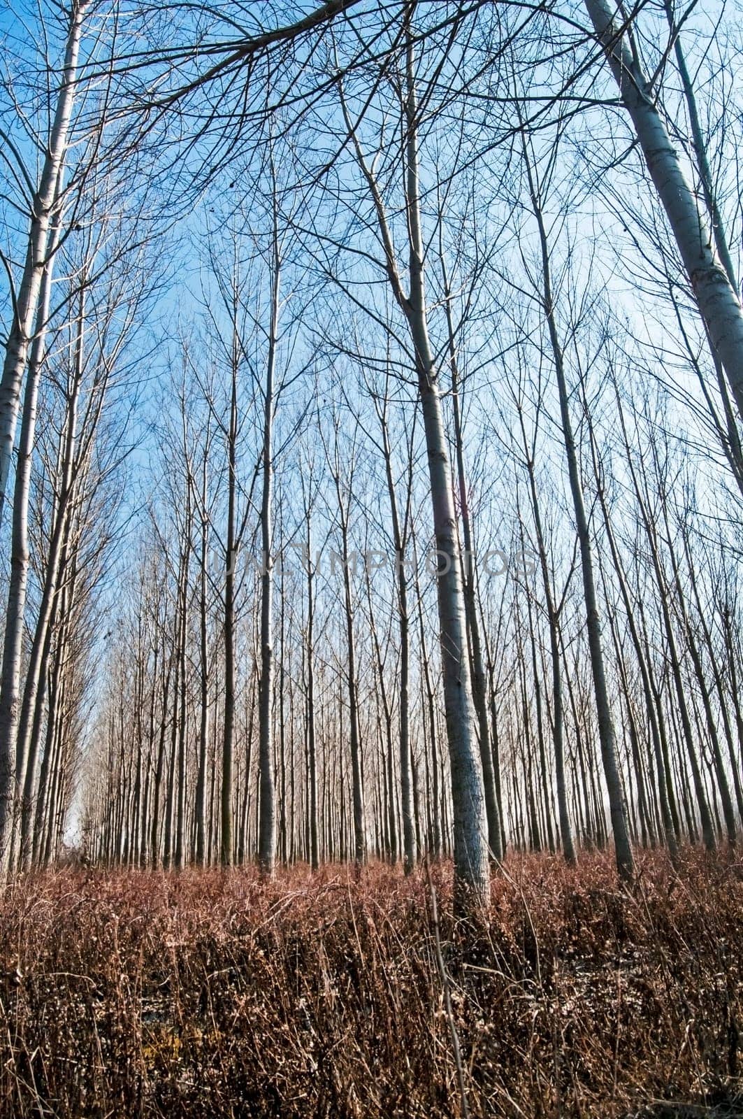 Forest of poplar plantations in sunny winter day