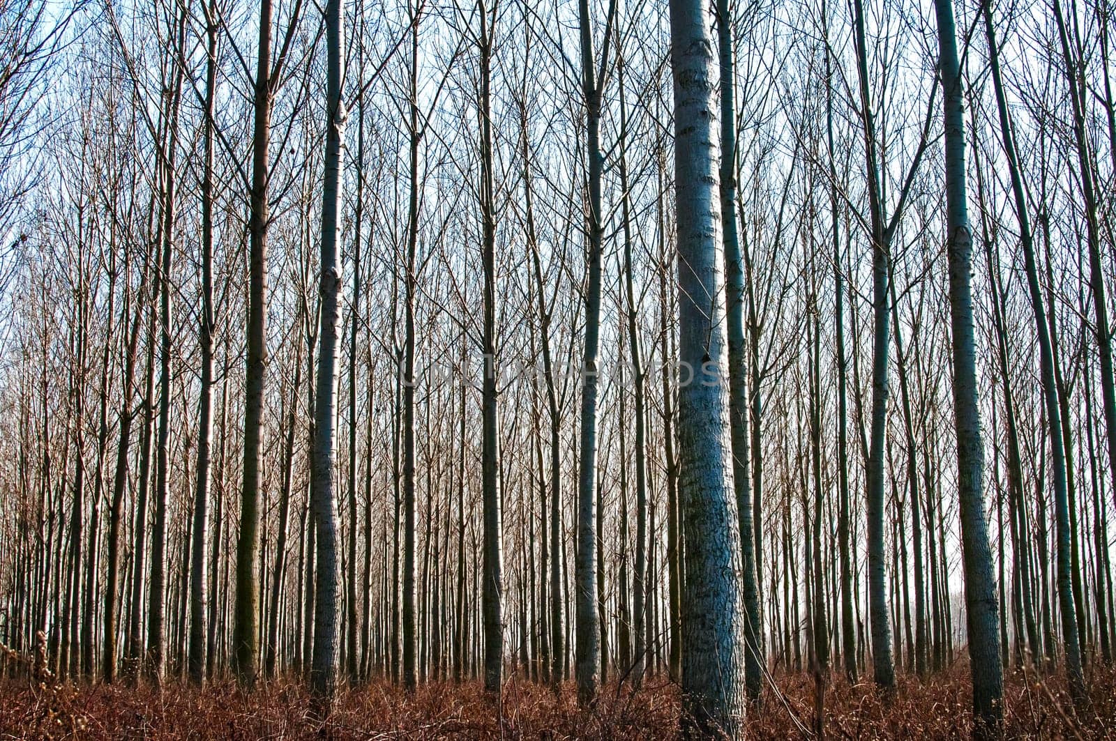 Forest of poplar plantations in sunny winter day