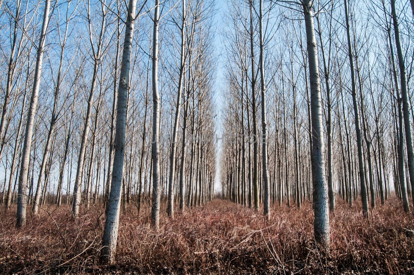Forest of poplar plantations in sunny winter day