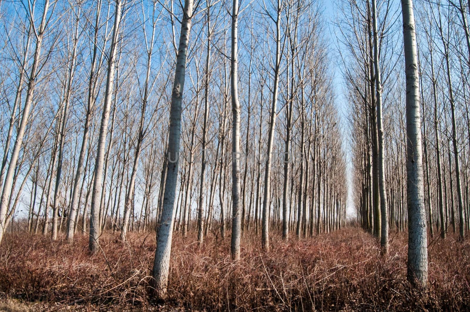 Forest of poplar plantations in sunny winter day