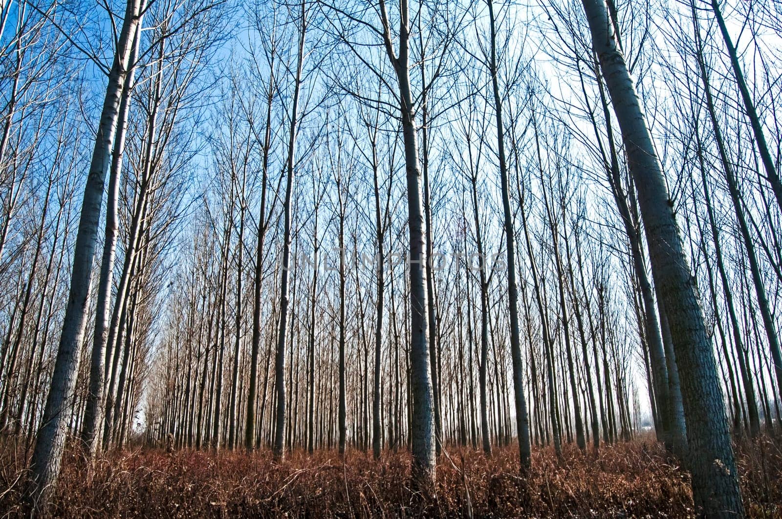 Forest of poplar plantations in sunny winter day