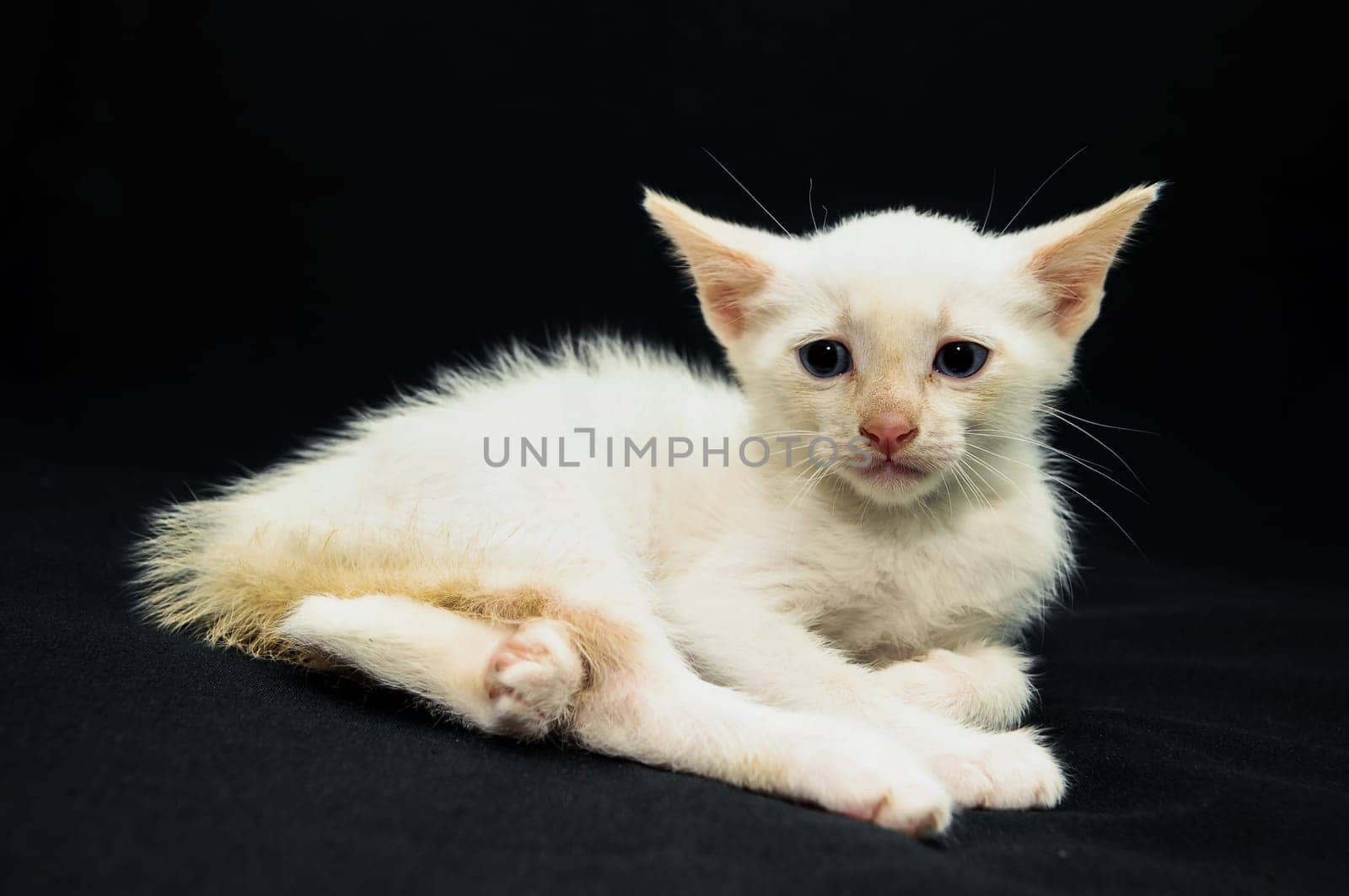 White Young Baby Cat on a Black Background