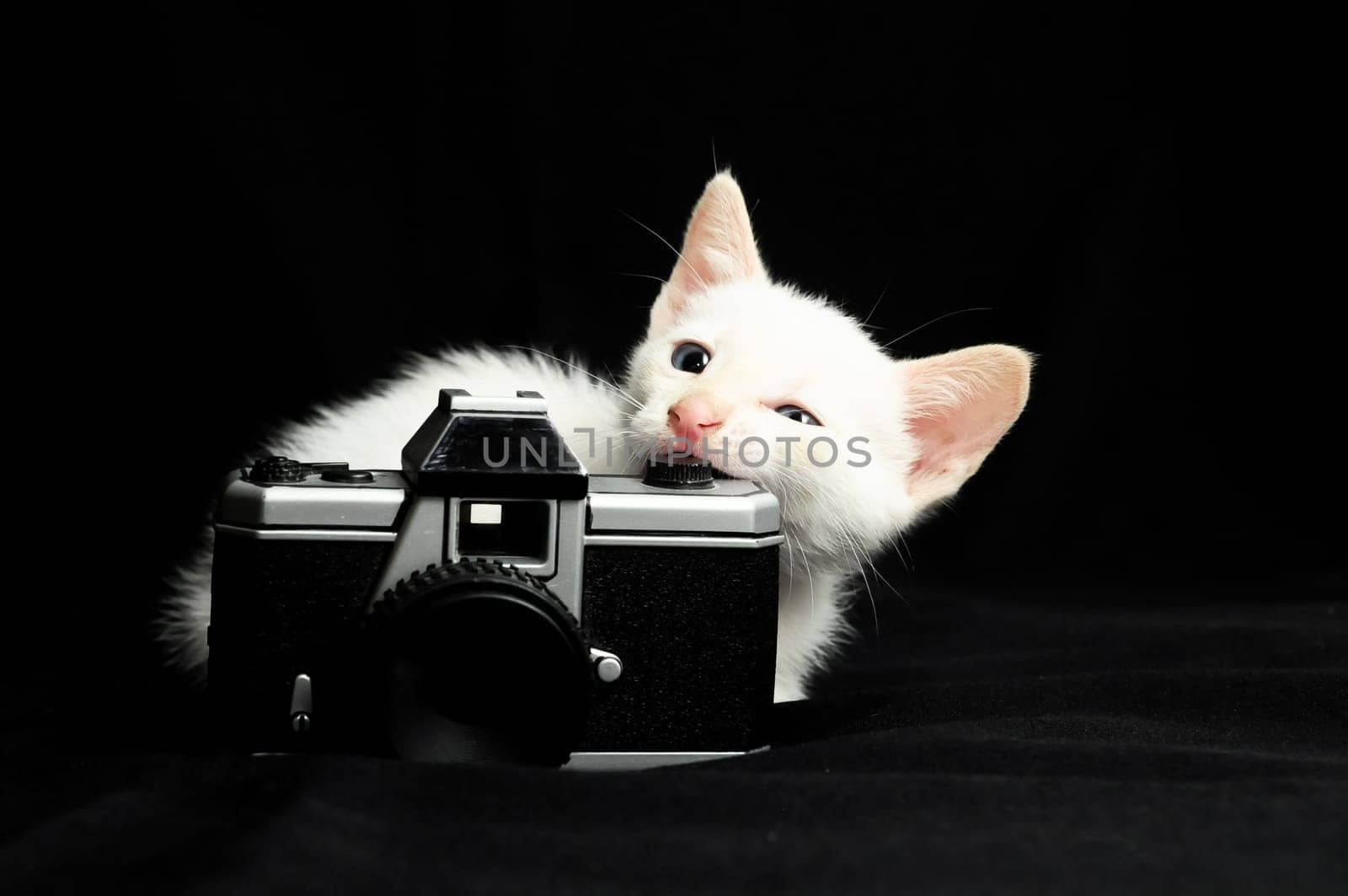 White Young Baby Cat on a Black Background
