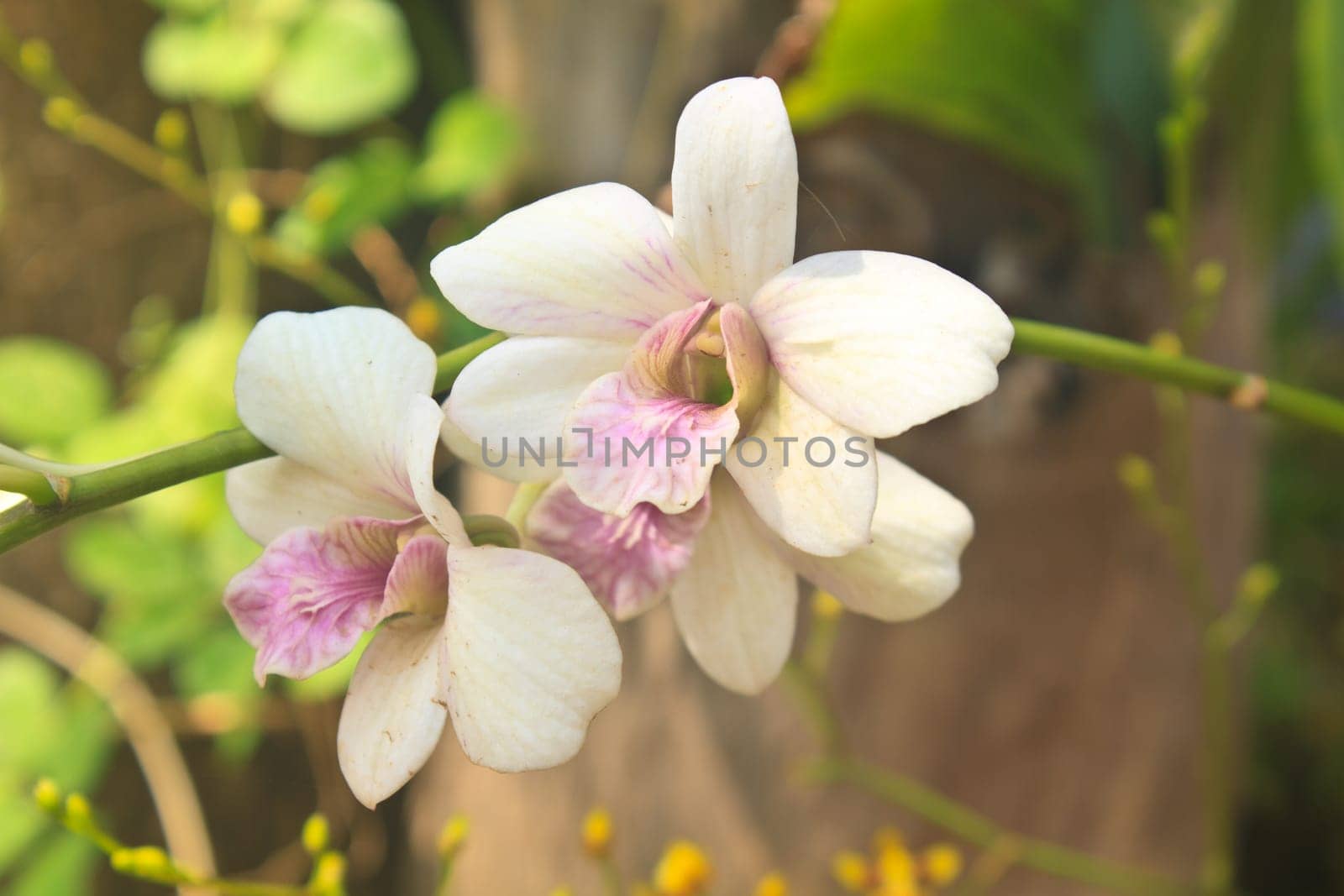 close up beautiful Orchid blossom in garden