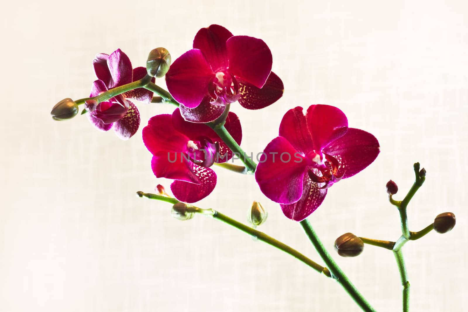 Branch Red Moth Orchid or Phalaenopsis flowers with out of focus fabric background