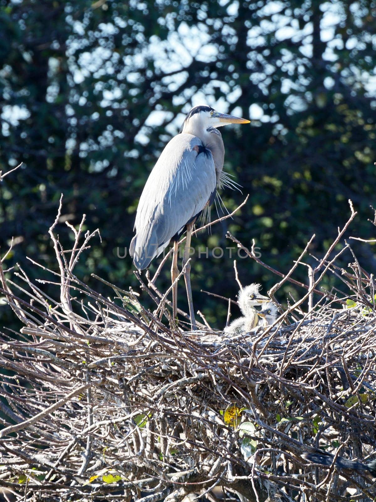 Mother Great Blue Heron watching over her hatchlings in the nest.