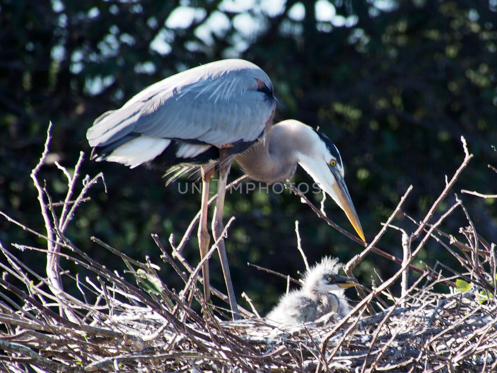 Great Blue Heron watching over baby birds in nest