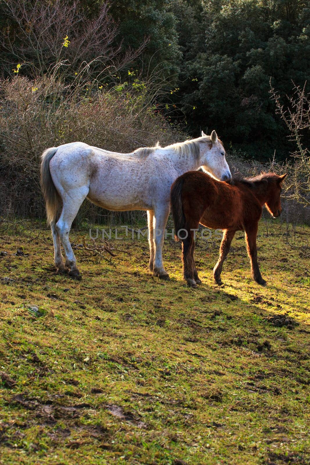 Two horses grazing in the field of the Altesina mountain