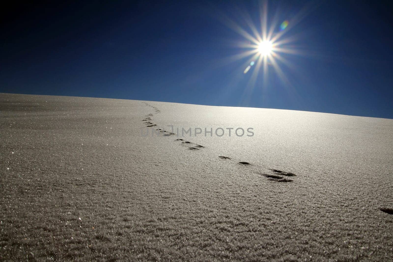 Animal tracks in the snow