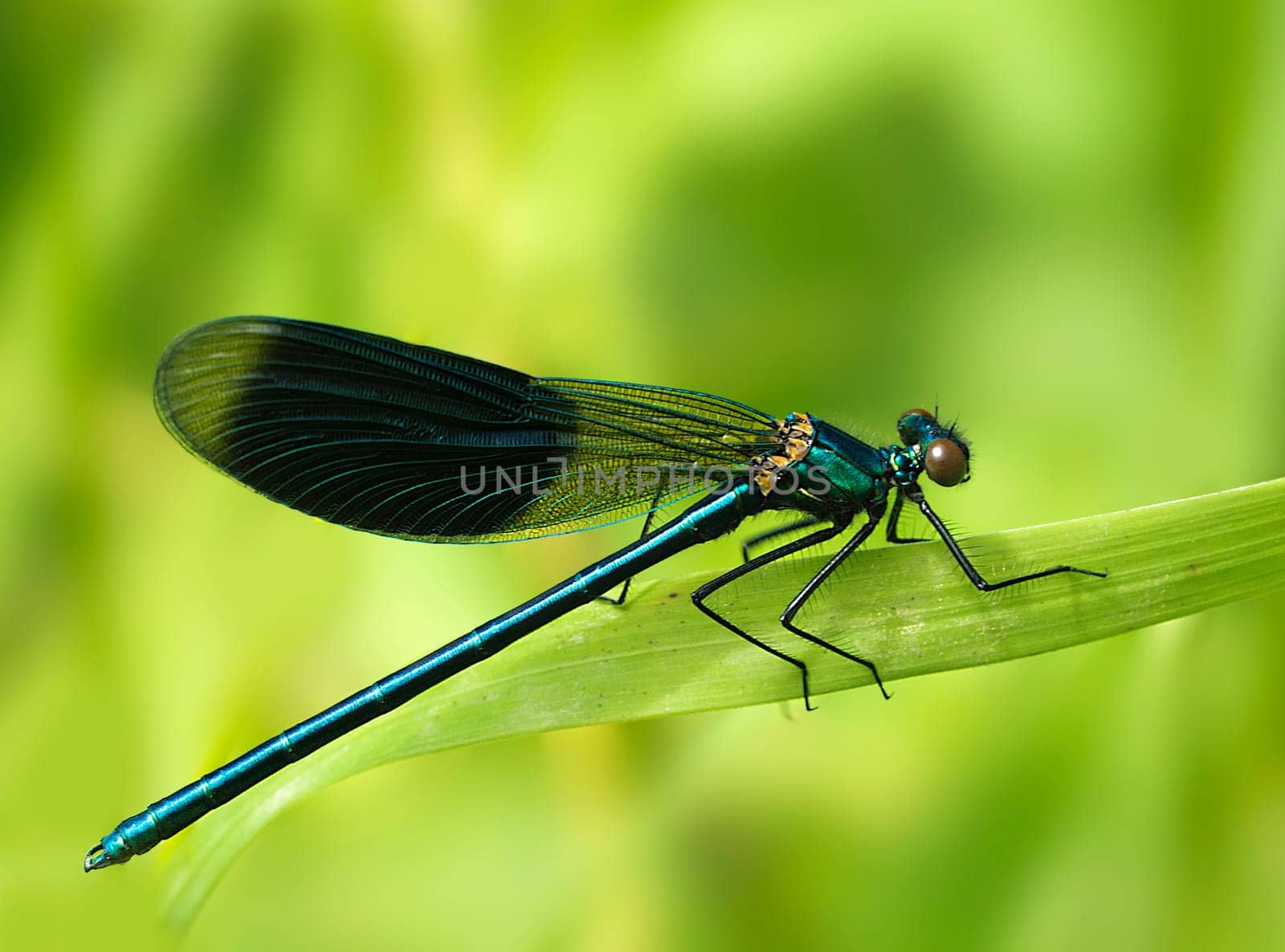 Banded demoiselle males