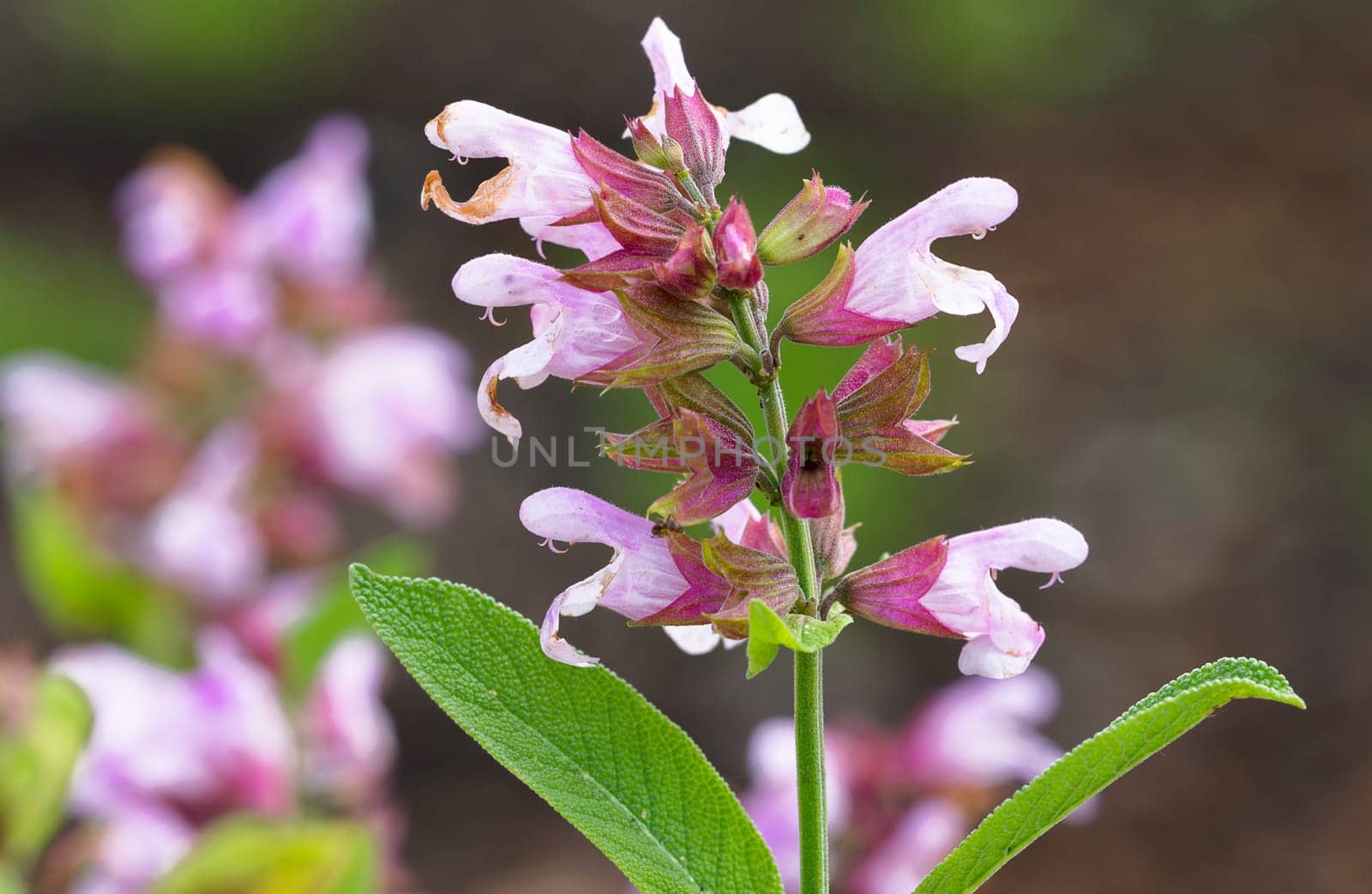 Salvia officinalis rosea