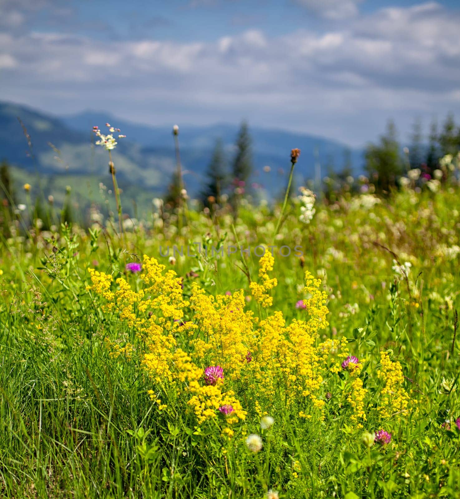 Summer landscape of the flora in Ceahlau Mountains, Romania.