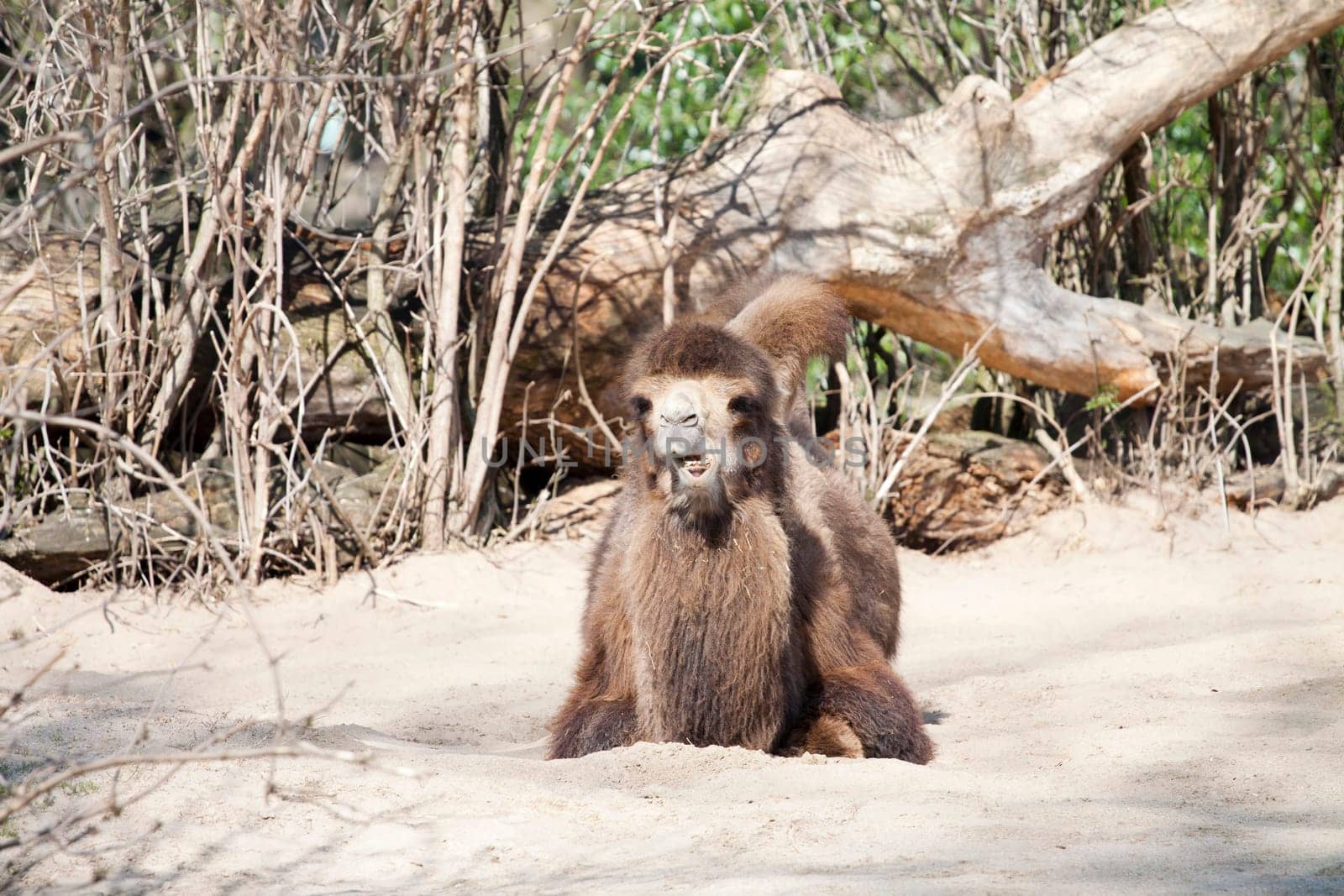 Bactrian Camels sitting