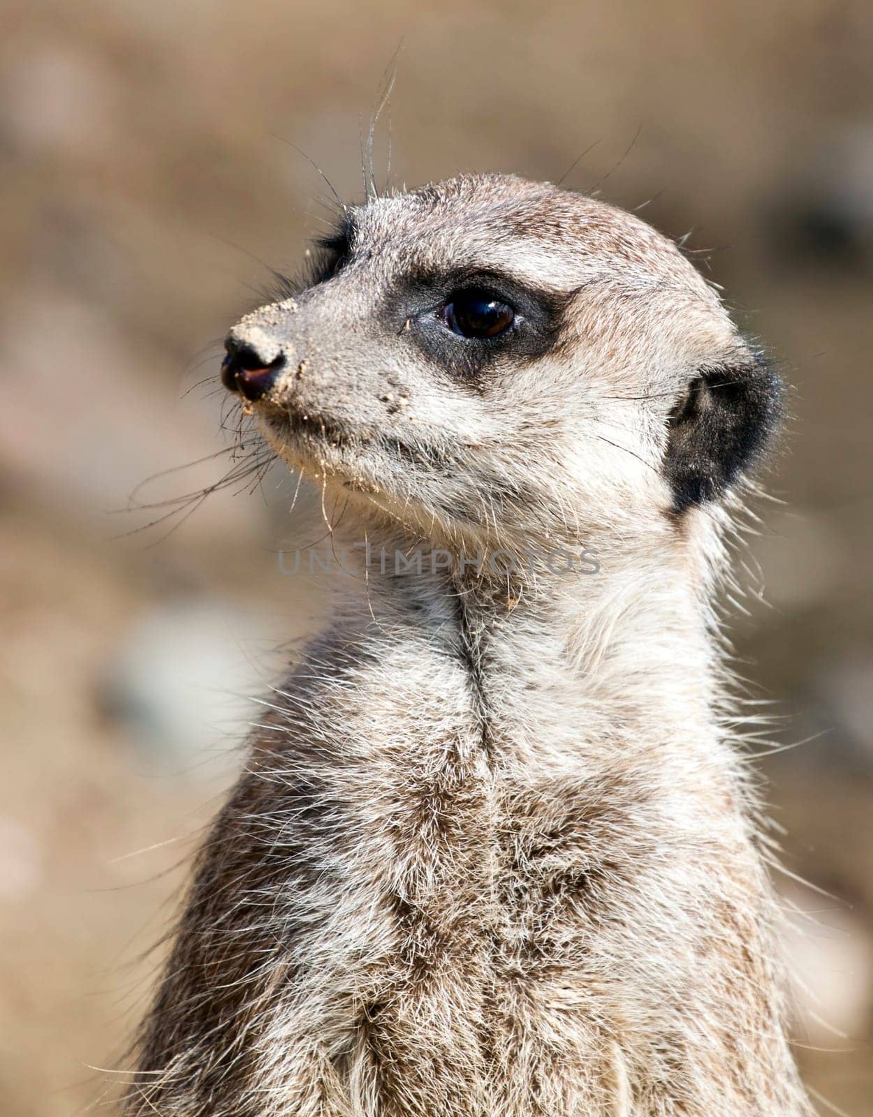 Portrait of funny meerkat