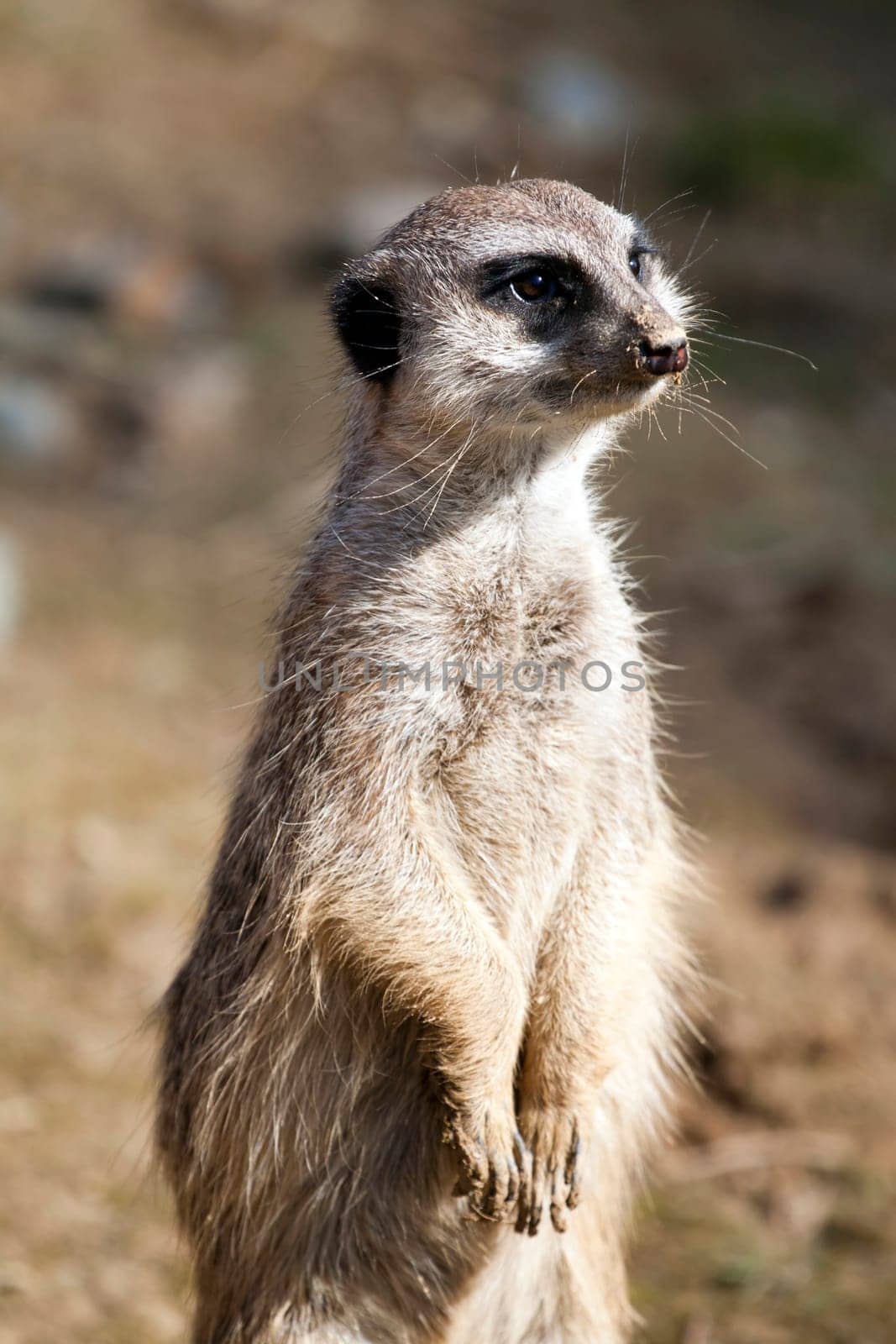 Portrait of funny meerkat