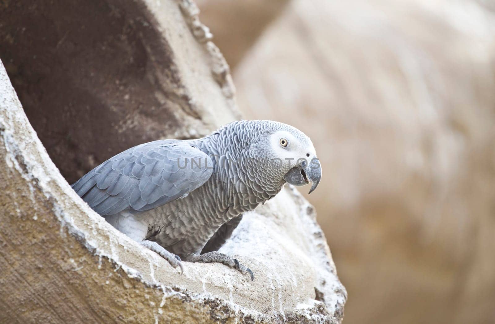 African Grey Parrot sitting in a tree