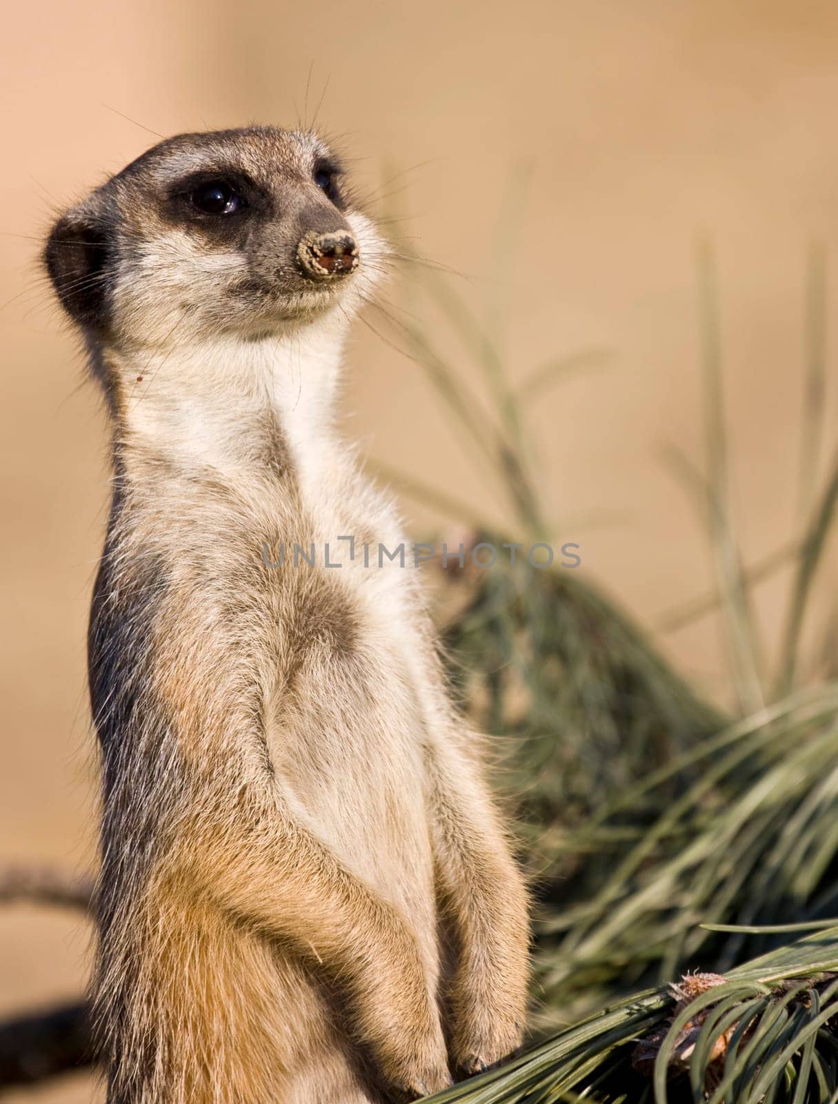 Portrait of funny meerkat