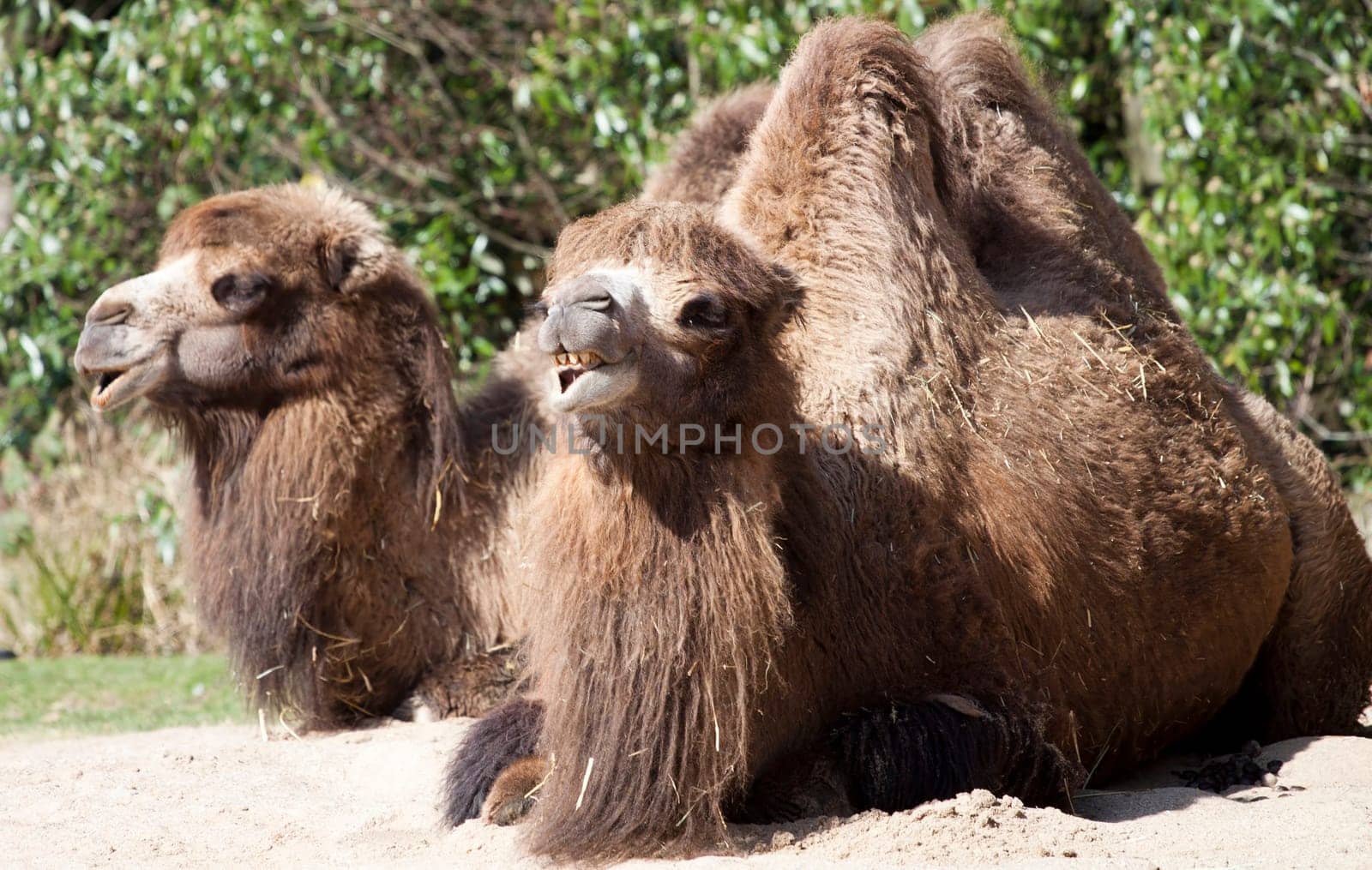 Bactrian Camels sitting