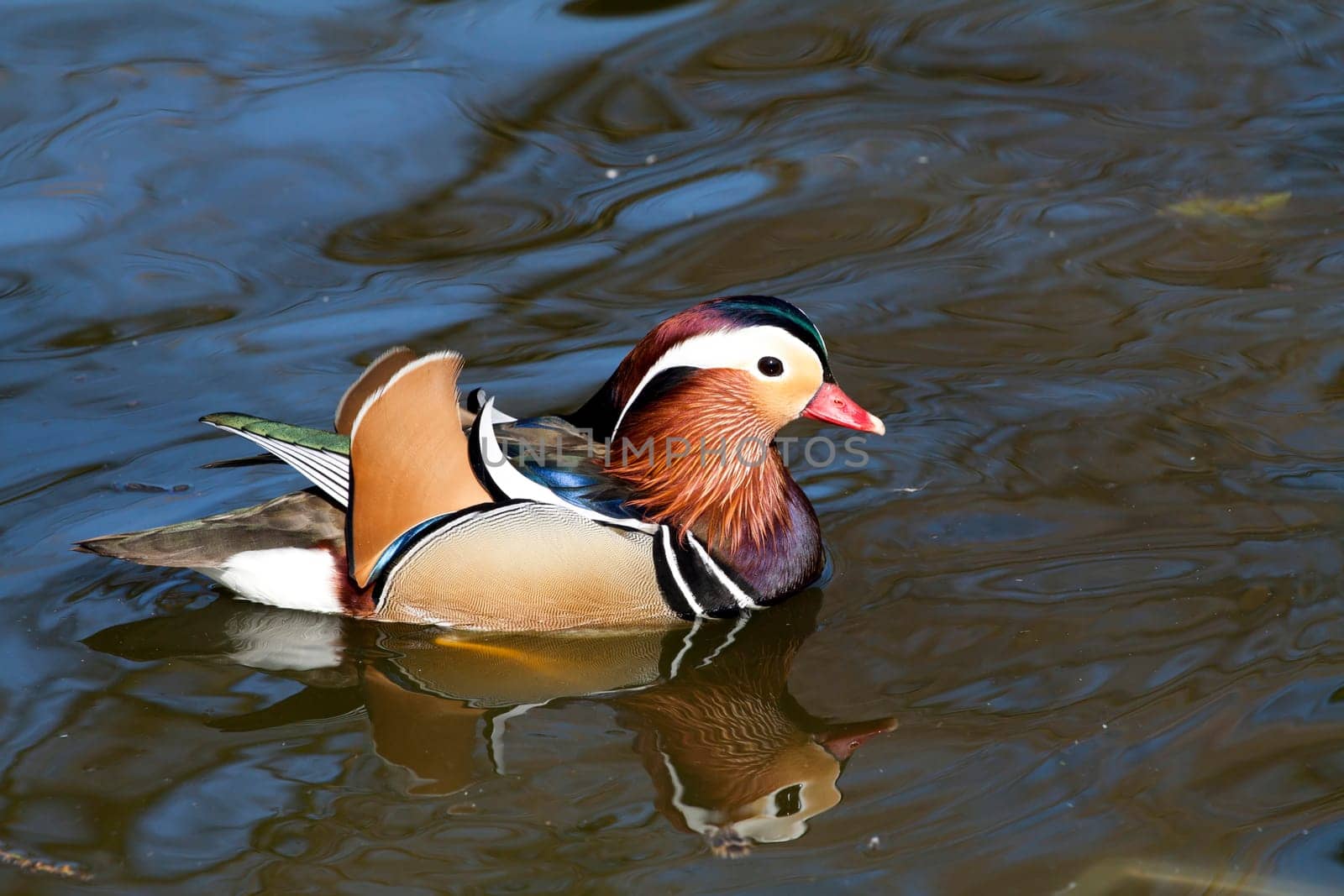 Male mandarin duck (Aix galericulata) swimming