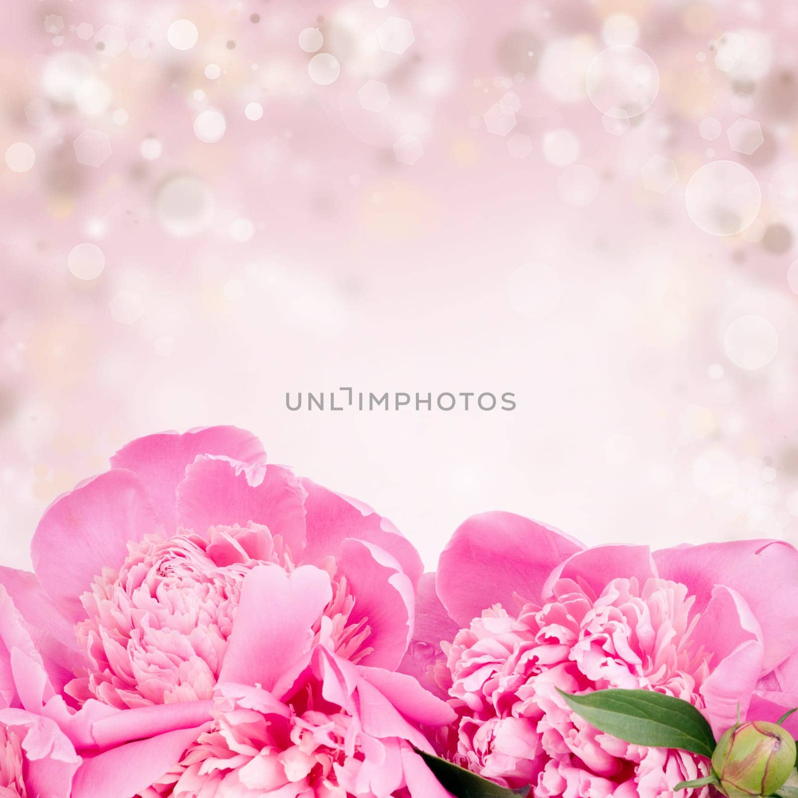 Beautiful pink roses on bokeh background