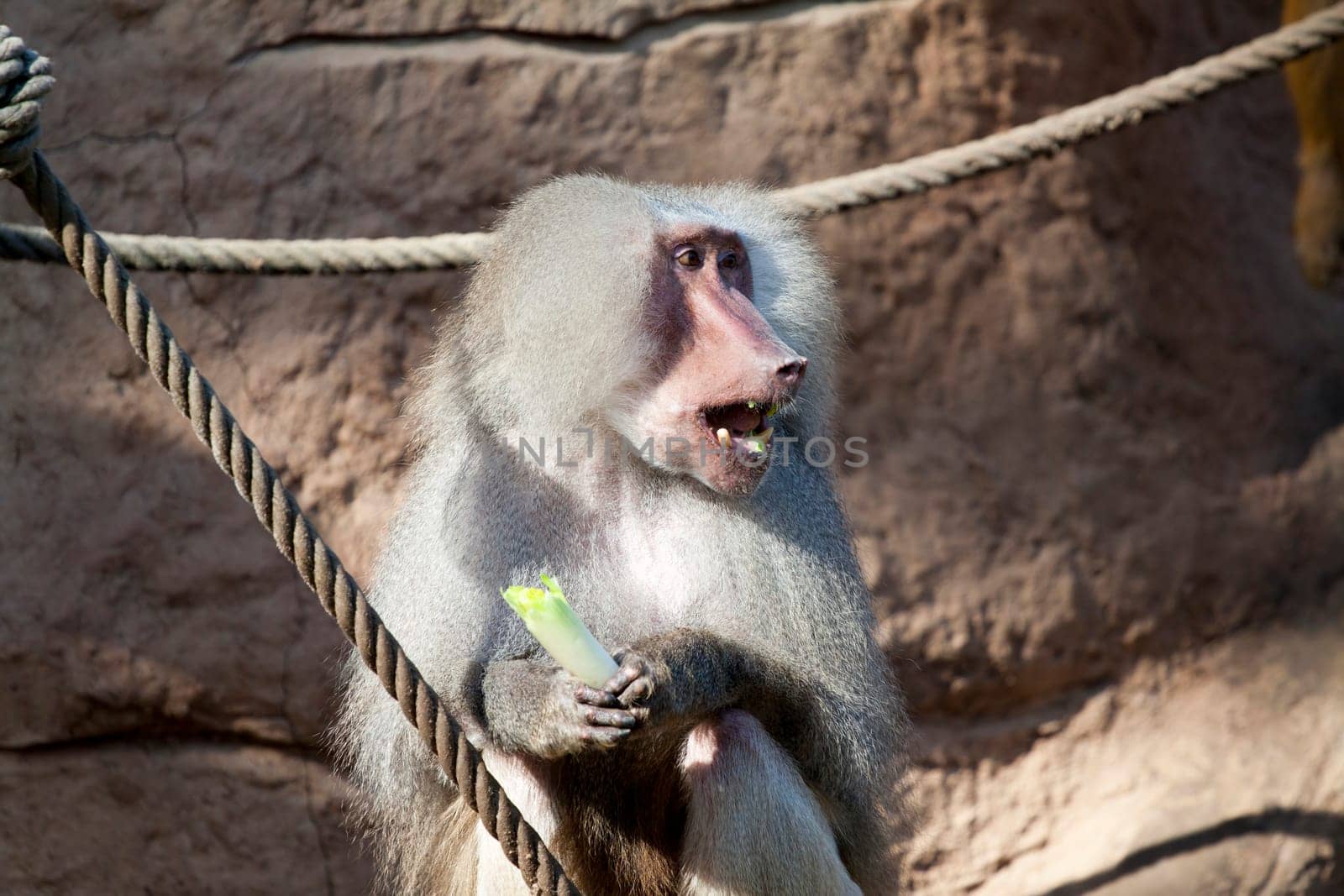 Portrait of friendly baboon