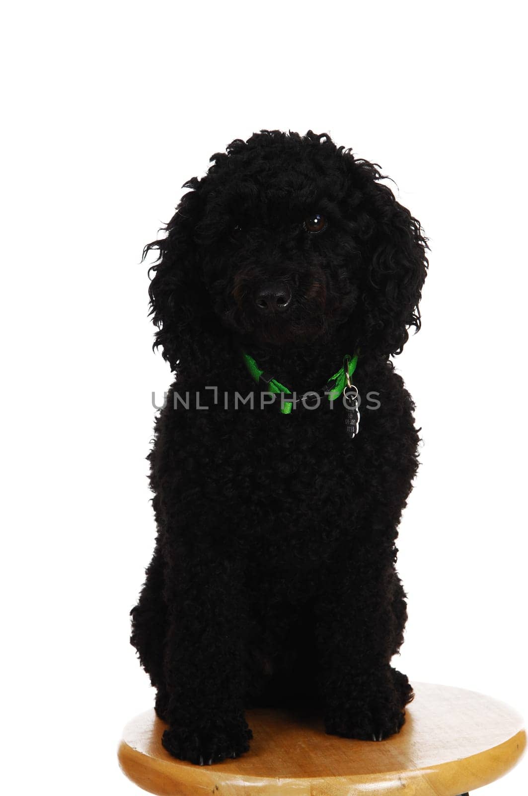 Lovely black poodle sitting on chair and looking into the camera, on white.background..