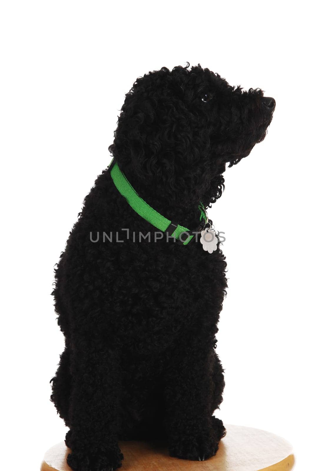 A young black poodle sitting on a chair with a green leash, looking away.for white background..