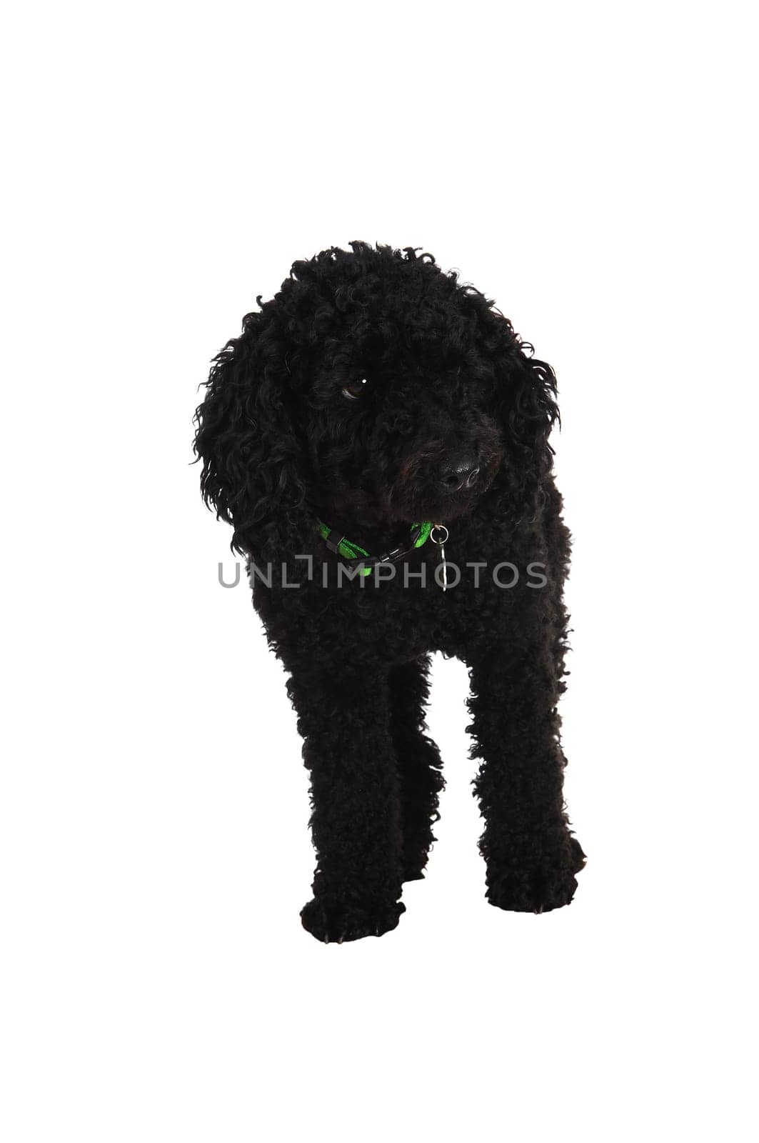 A black poodle dog standing for white background..