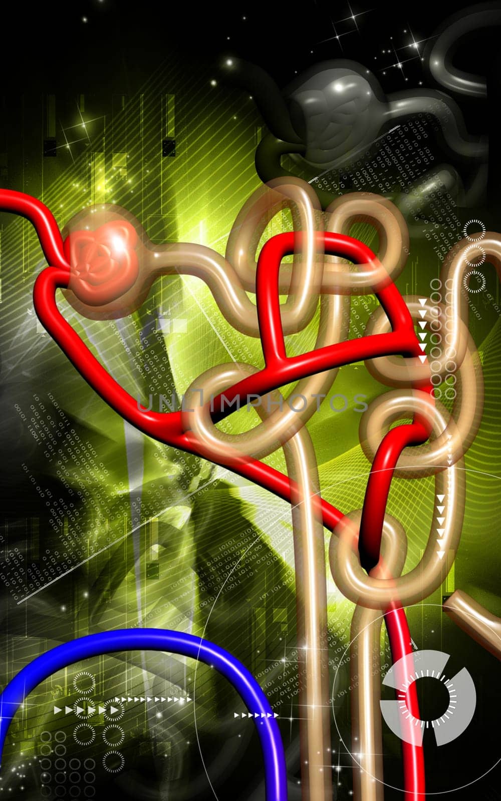 Digital illustration of nephron in colour background