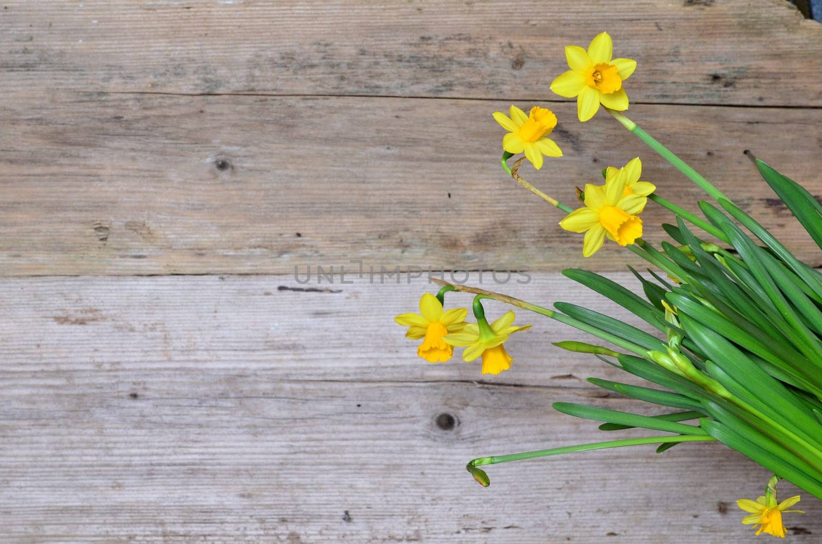 Spring Wood Background