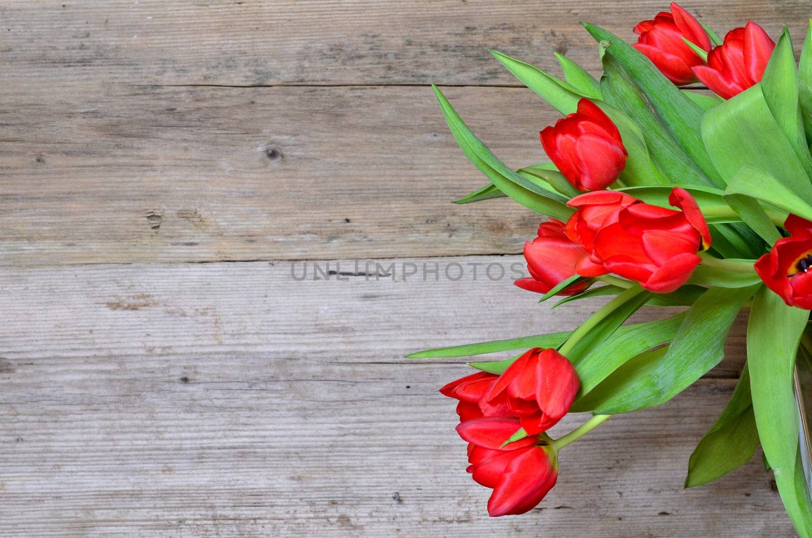 Spring Wood Background