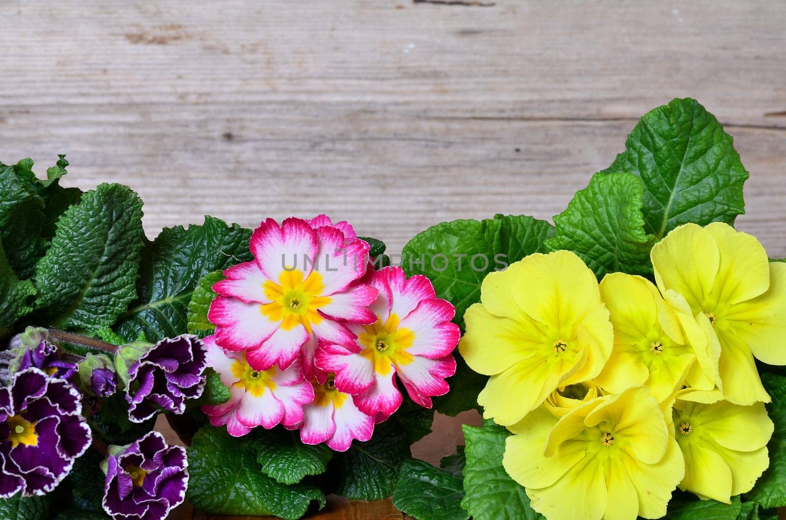 Spring Wood Background