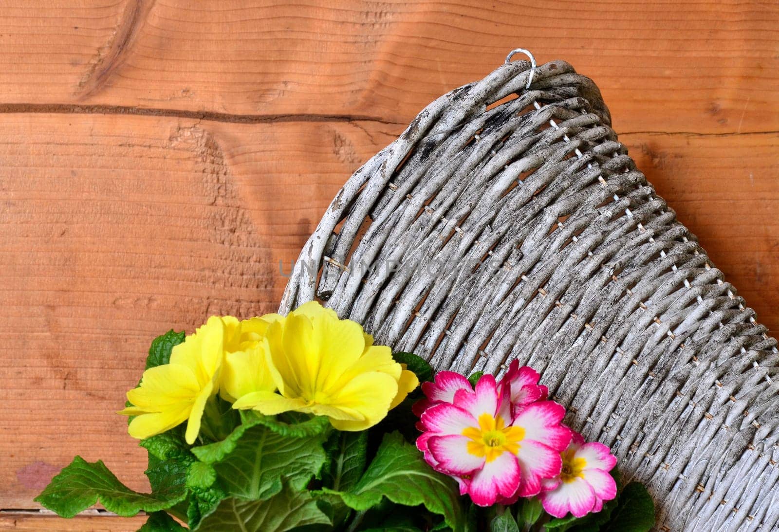 Spring Wood Background