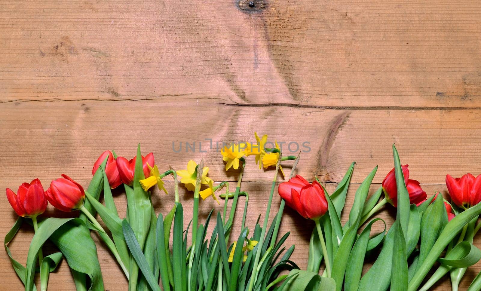 Spring Wood Background