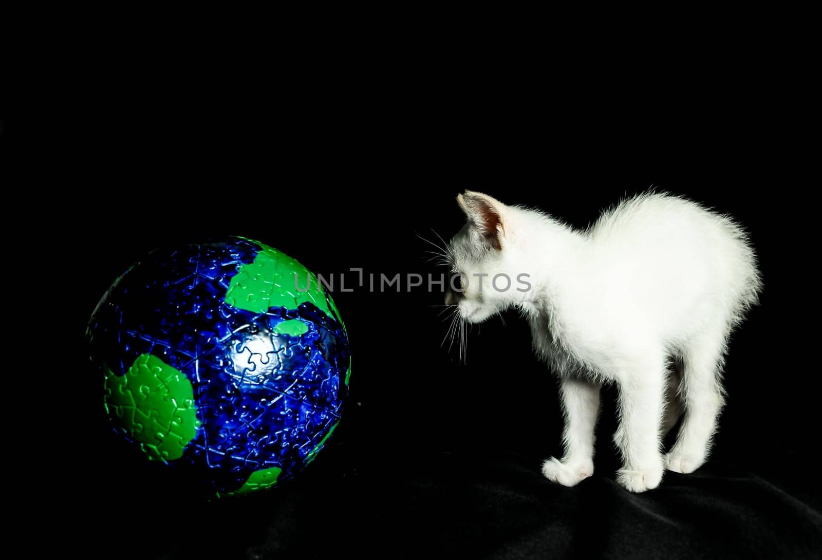 White Young Baby Cat and Globe on a Black Background