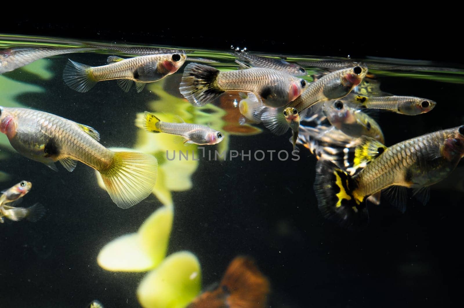 Guppy Multi Colored Fish in a Tropical Acquarium