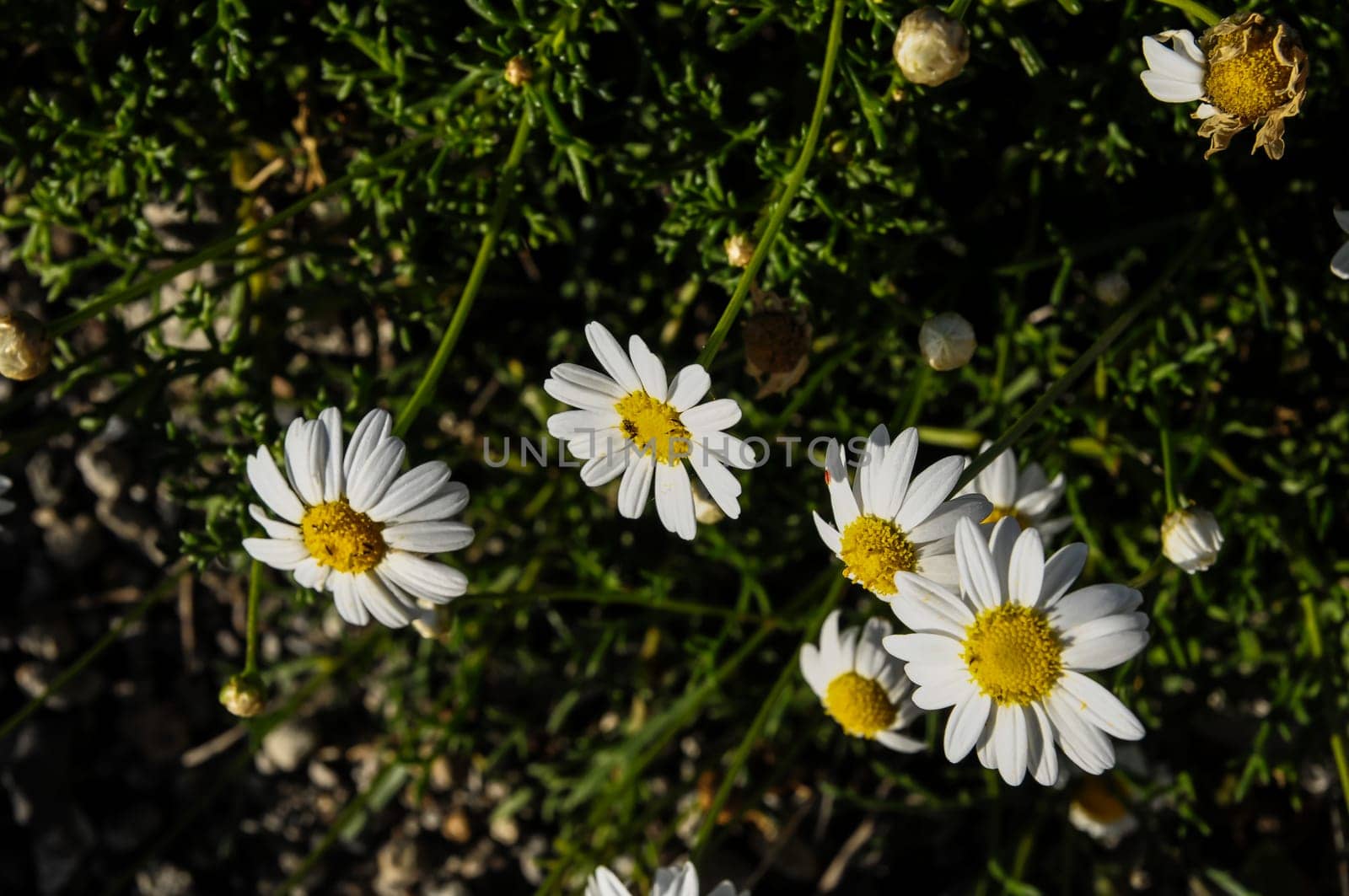 Some Fresh Yellow and White Camomilla Daisy Flowers