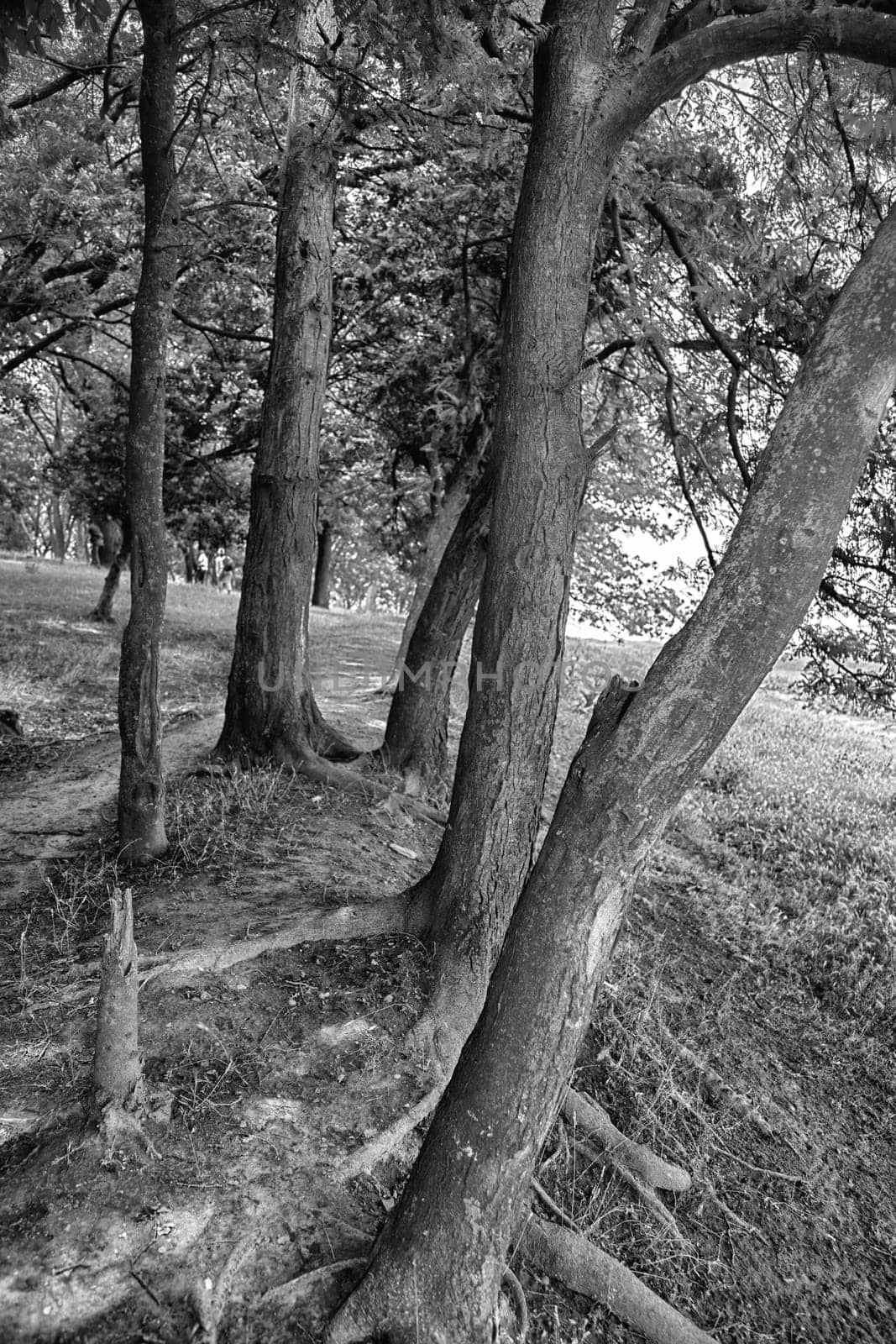 Black and white landscape of tree trunks in the forest near Vadu, Romania.