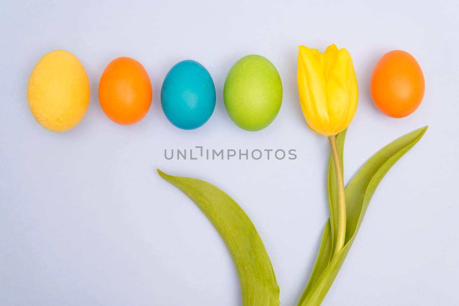 funny,joyful,amusing photo of easter multicoloured eggs against blue uniform background and yellow tulip.