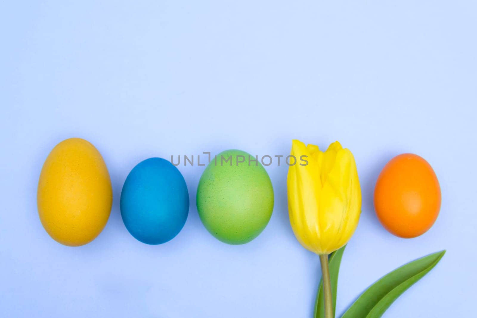 funny,joyful,amusing photo of easter multicoloured eggs against blue uniform background and yellow tulip.