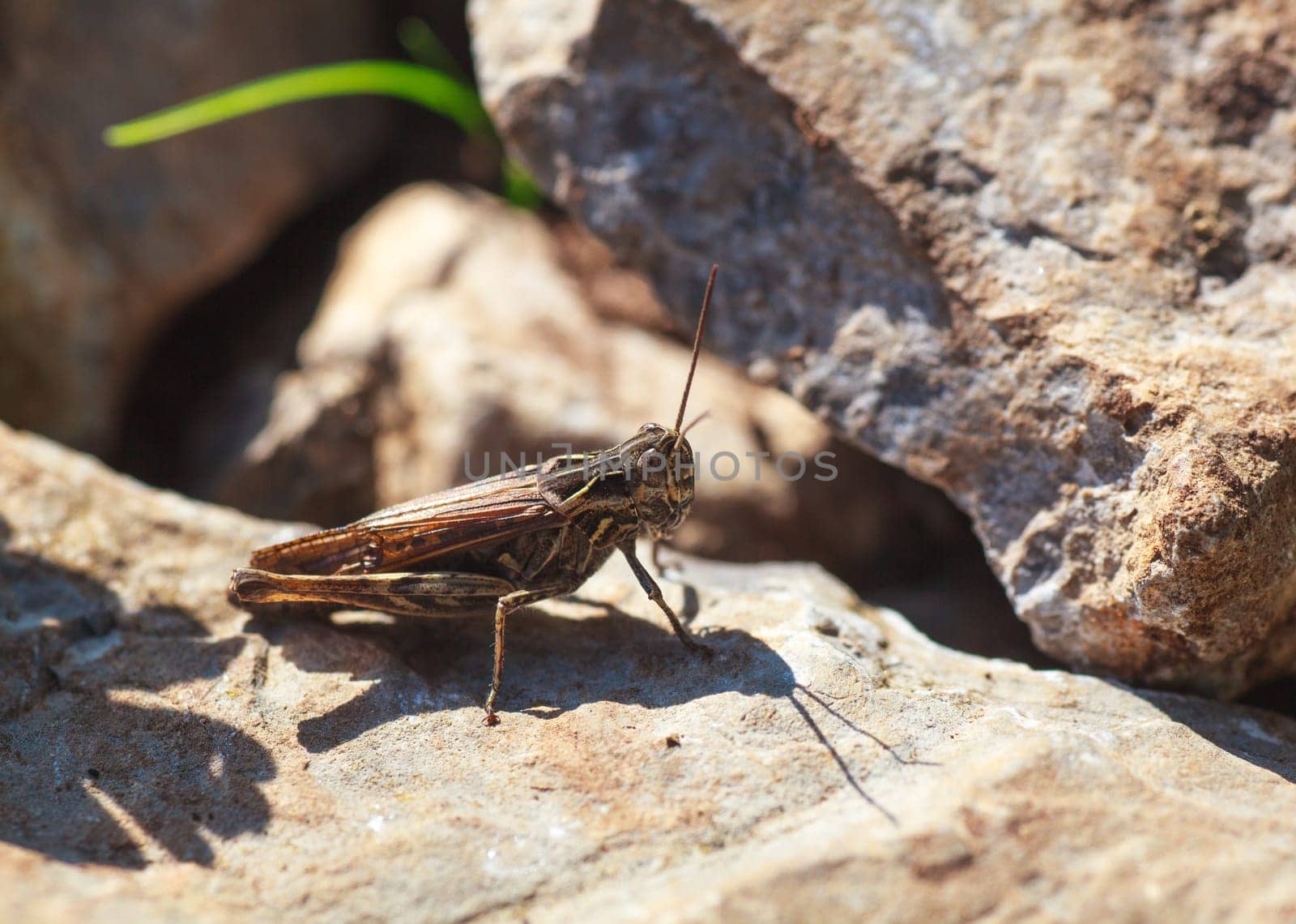 View of the grasshopper on rock in the countryside