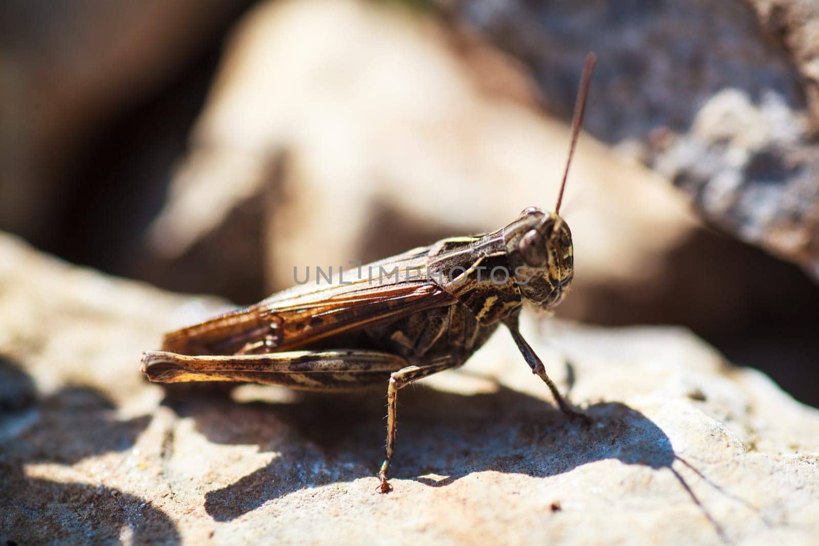 View of the grasshopper on rock in the countryside