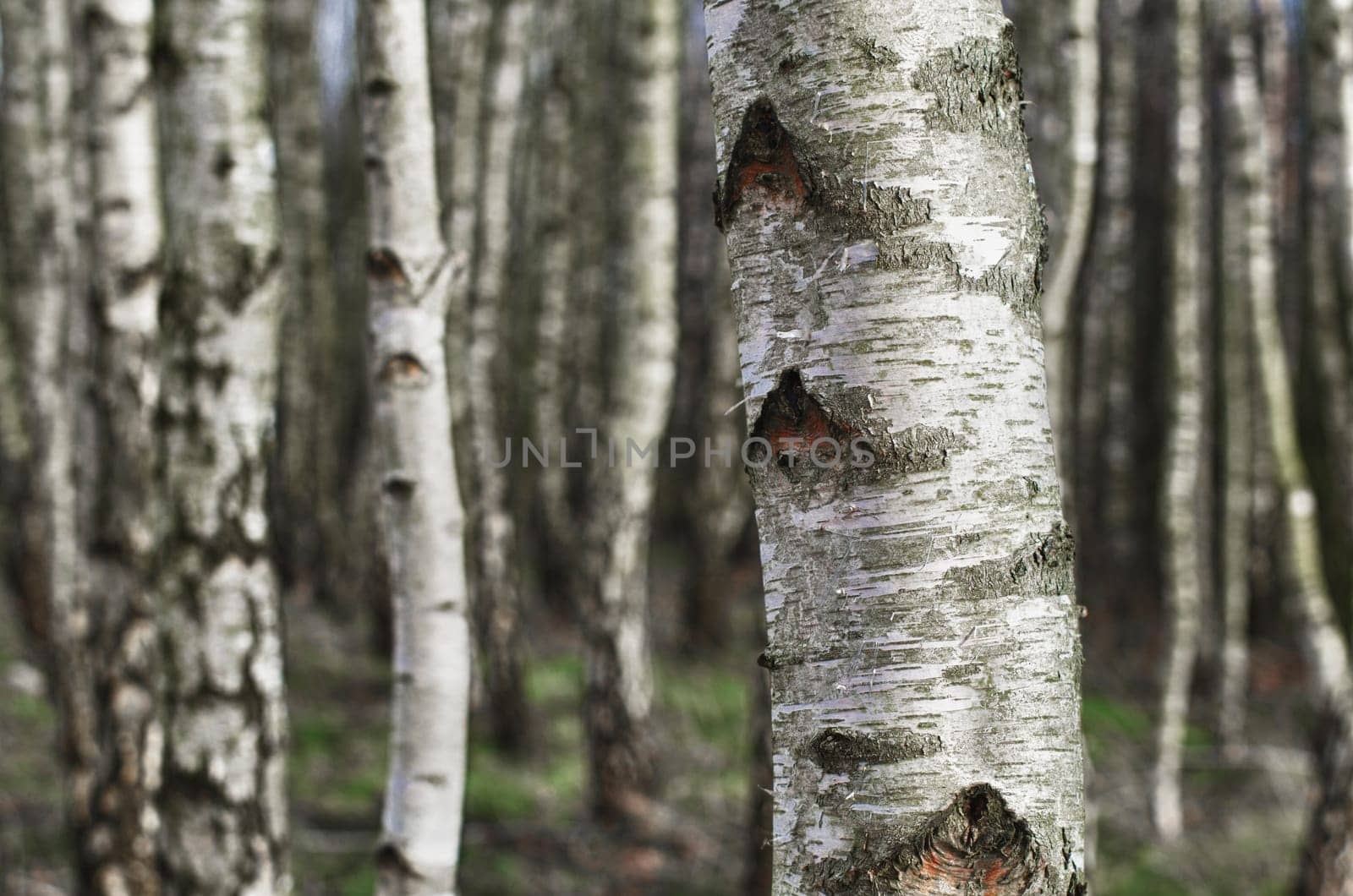 closeup of birch trees