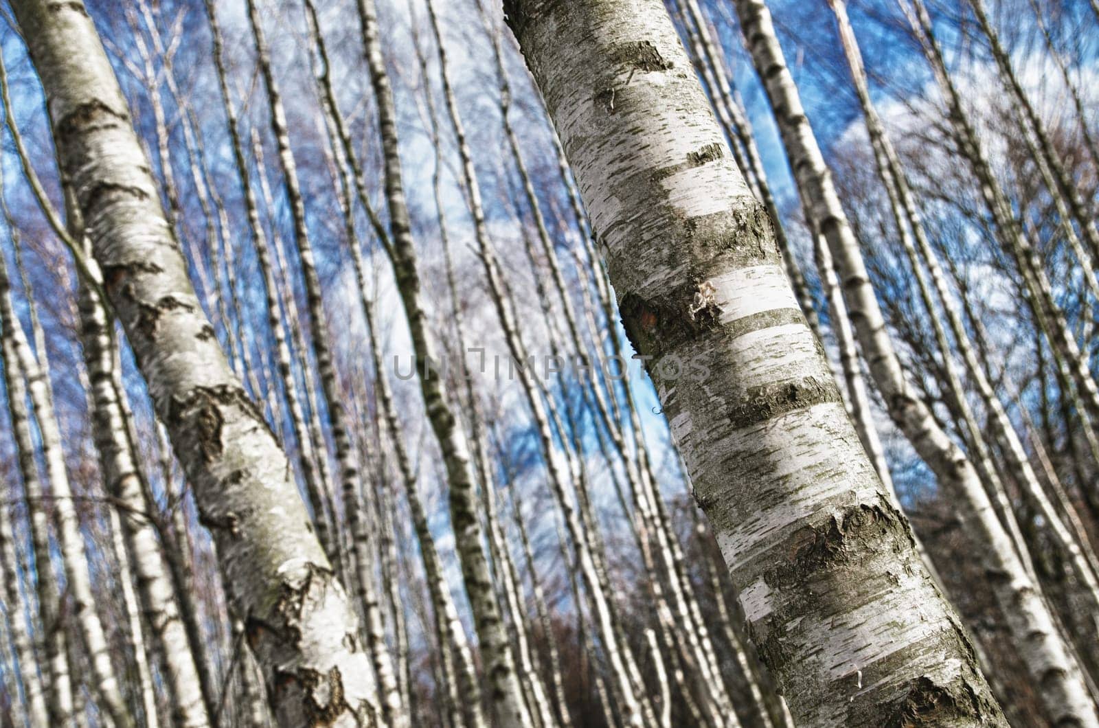 closeup of birch trees against a blue sky