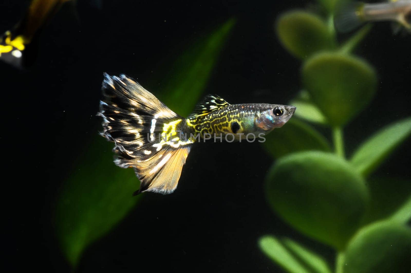 Guppy Multi Colored Fish in a Tropical Acquarium