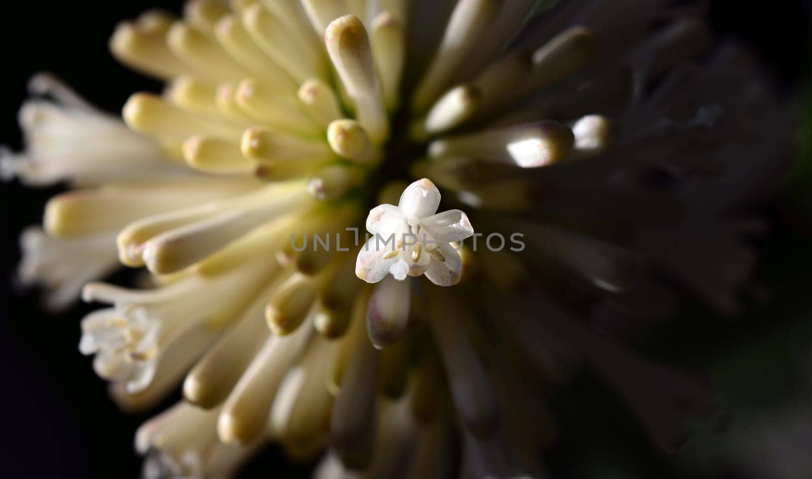 Blossom of a yucca palm