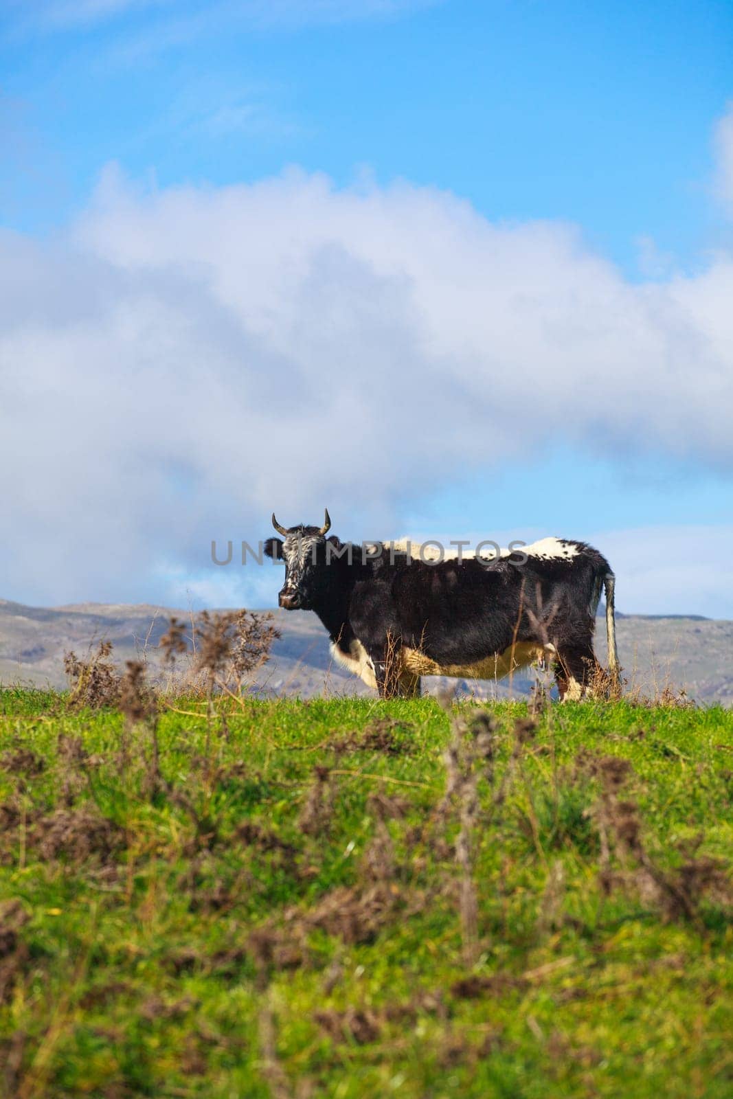 View of cow grazing in the Altesina mountain